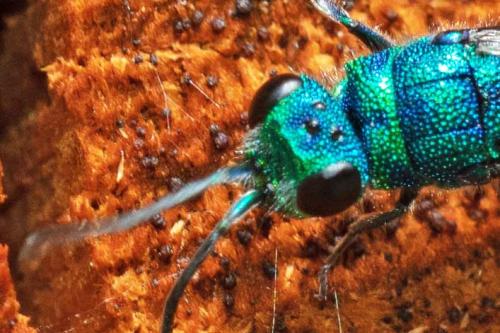 Réf. 296 630 : Chrysis sp.