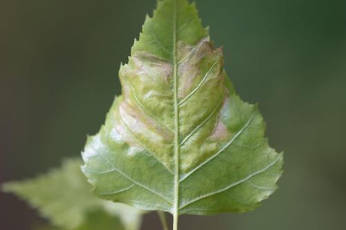 Scolioneura sp.
