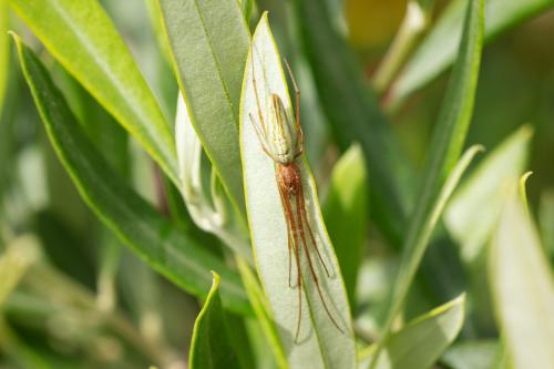 Tetragnatha sp.