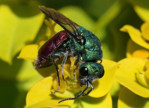 Réf. 296 265 : Chrysura sp.