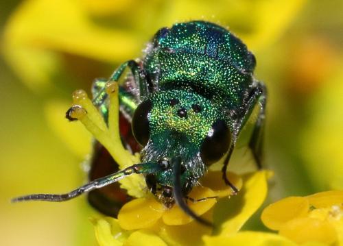 Réf. 296 267 : Chrysura sp.