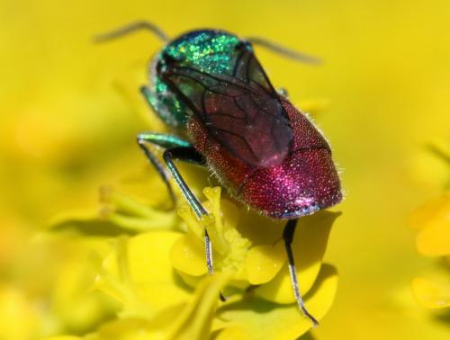 Réf. 296 266 : Chrysura sp.
