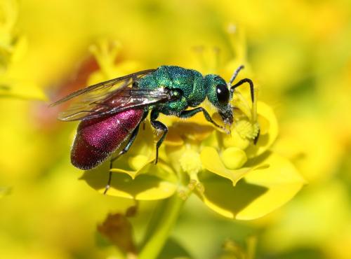 Chrysura sp.