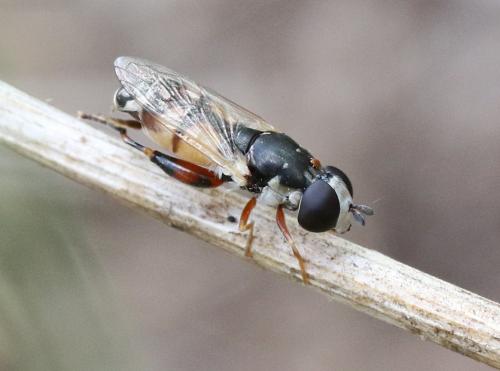 Syritta flaviventris