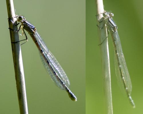 Enallagma cyathigerum
