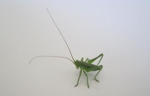Tettigonia viridissima