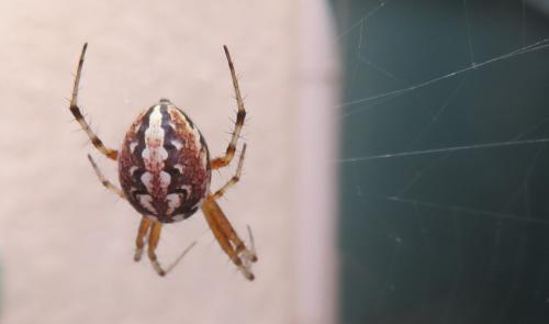Réf. 296 295 : Neoscona adianta