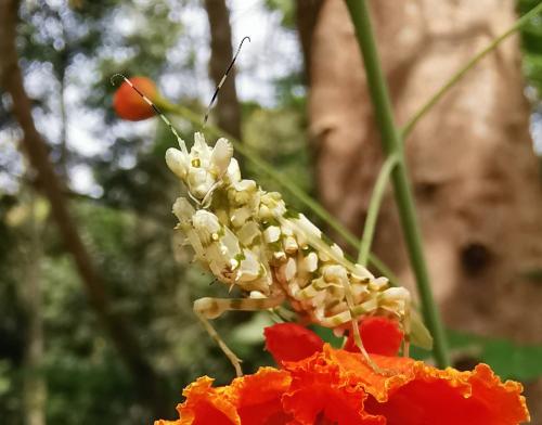 Réf. 296 185 : Pseudocreobotra ocellata