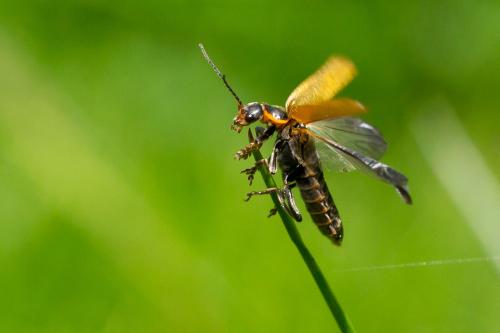Réf. 296 143 : Cantharis sp.