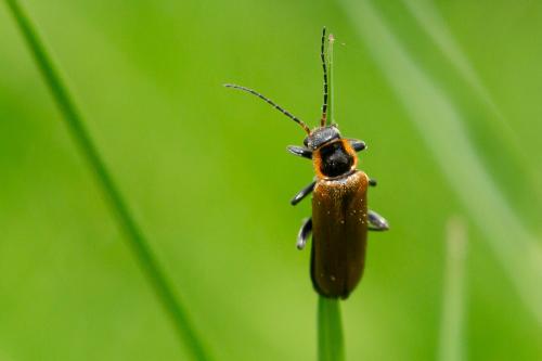 Réf. 296 142 : Cantharis sp.