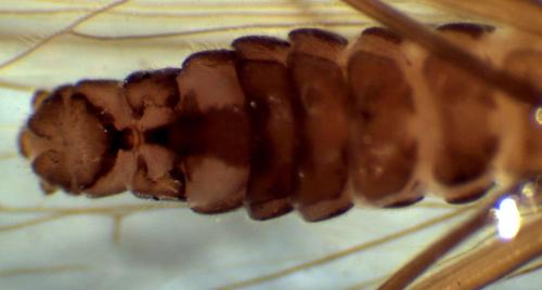 Capnioneura mitis