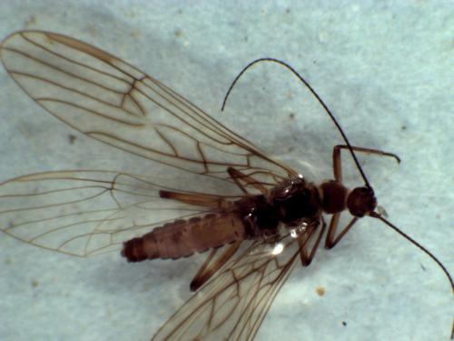 Capnioneura mitis
