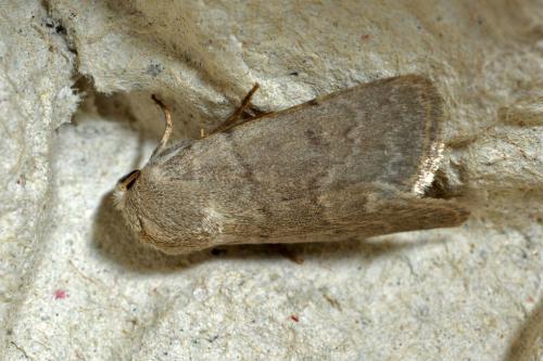 Caradrina gilva