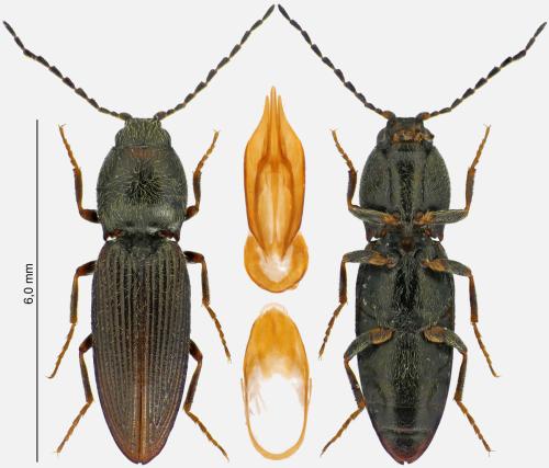 Cardiophorus exaratus