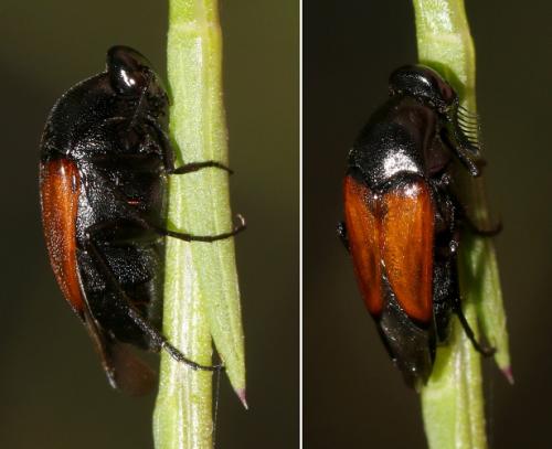 Réf. 296 084 : Macrosiagon praeusta