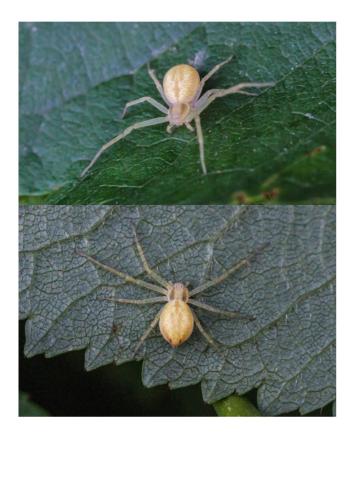 Philodromus sp.