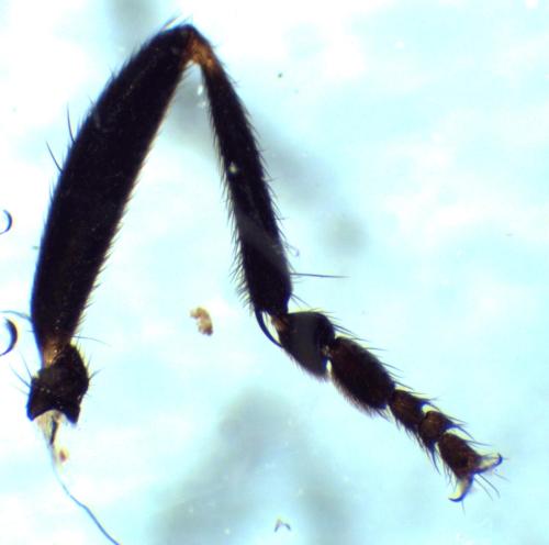 Copromyza nigrina