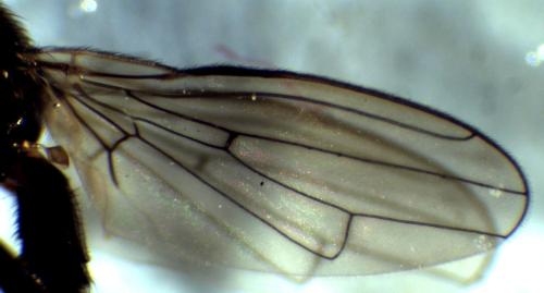 Réf. 296 634 : Copromyza nigrina