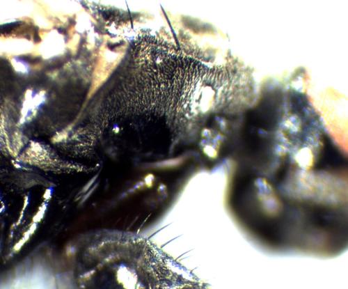 Copromyza nigrina