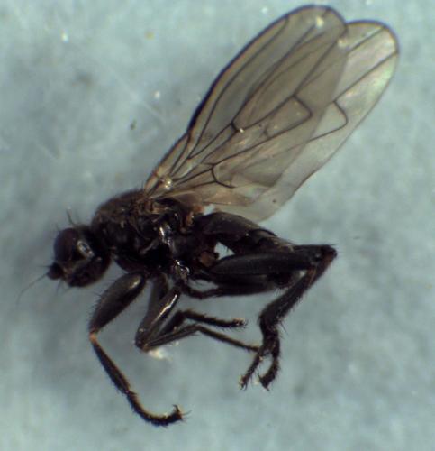 Réf. 296 633 : Copromyza nigrina