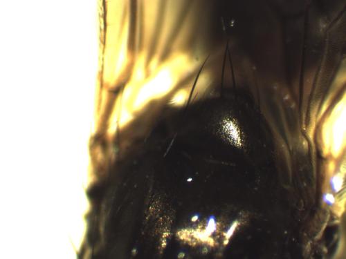 Copromyza nigrina