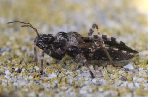 Réf. 296 286 : Coranus griseus
