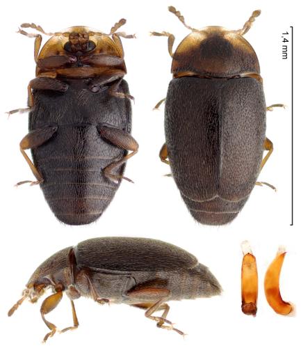 Arthrolips convexiuscula