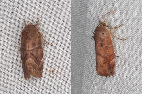 Réf. 296 704 : Cosmia affinis