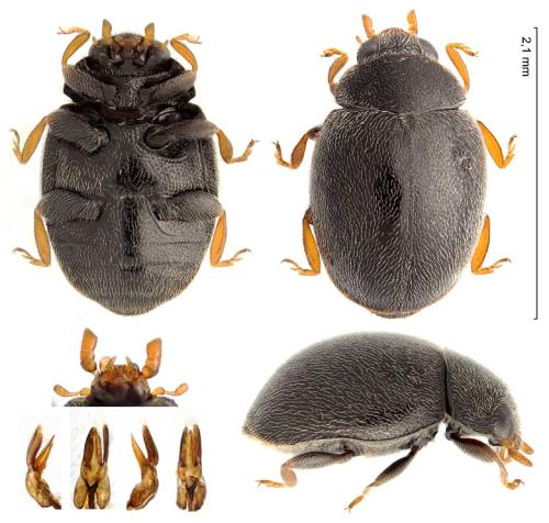Nephus sp.