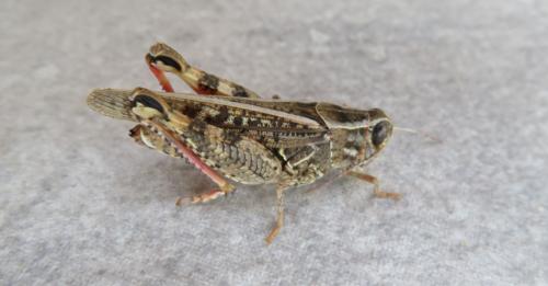 Calliptamus sp.