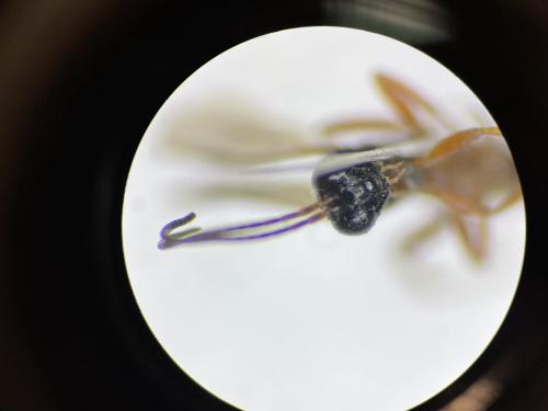 Cryptinae