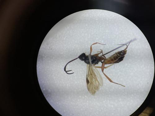 Cryptinae