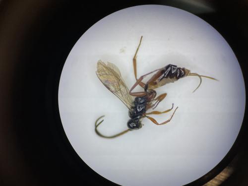 Cryptinae