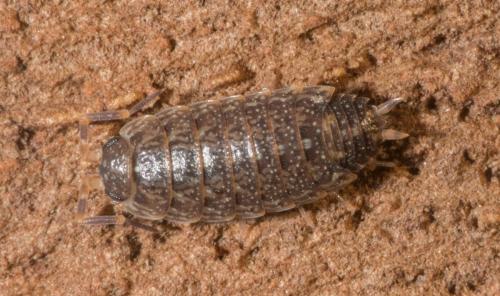 Acaeroplastes melanurus