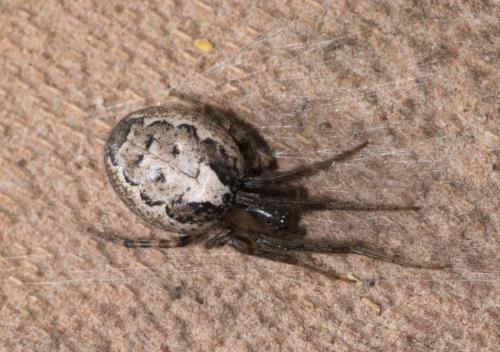 Zygiella x-notata