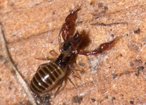 Neobisium sp.