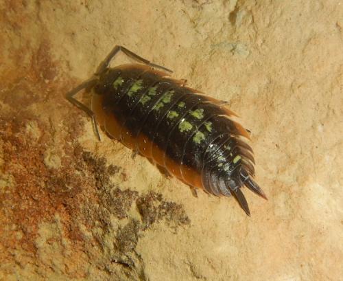 Porcellio duboscqui