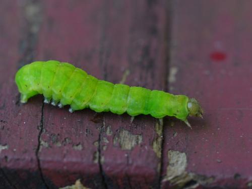 Réf. 296 170 : Phlogophora meticulosa