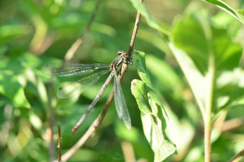 Réf. 296 738 : Pyrrhosoma nymphula