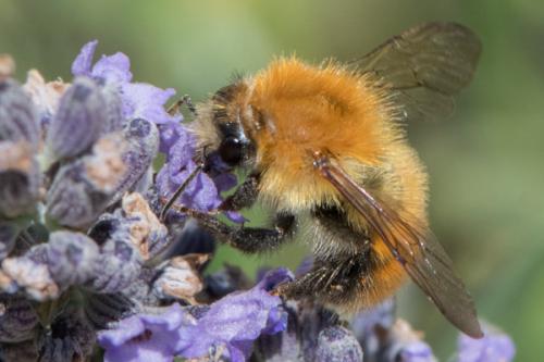 Réf. 296 284 : Bombus pascuorum intermedius