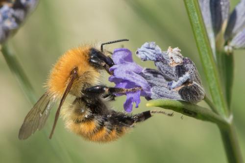 Réf. 296 285 : Bombus pascuorum intermedius