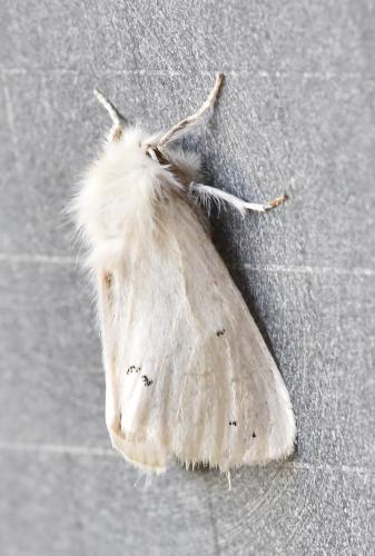 Réf. 296 632 : Euproctis chrysorrhoea
