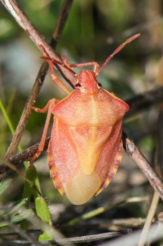 Réf. 296 204 : Carpocoris purpureipennis
