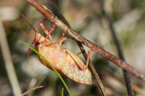 Réf. 296 231 : Carpocoris purpureipennis
