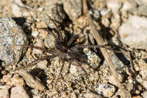 Pardosa sp.