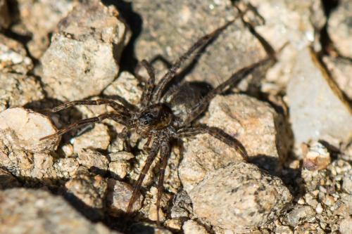 Pardosa sp.
