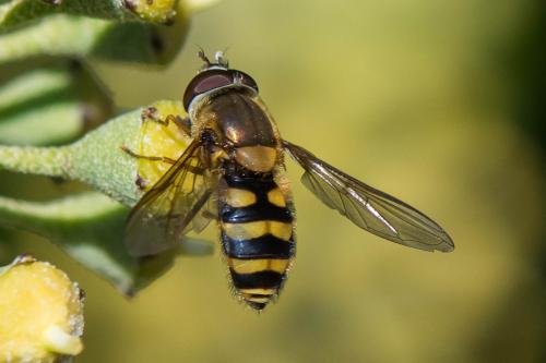 Réf. 296 330 : Syrphus vitripennis