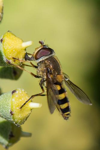 Réf. 296 342 : Syrphus vitripennis