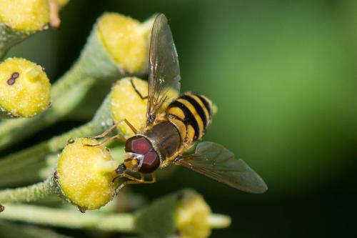 Syrphus vitripennis