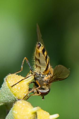 Réf. 296 563 : Syrphus vitripennis